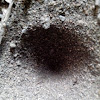 Antlion larvae sand trap