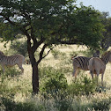 Quagga/ Light-rumped plains zebra
