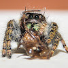 Bold Jumping Spider