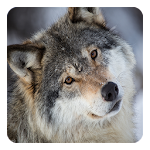 Cover Image of Download Wolves Live Wallpaper 7.1 APK