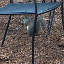 Eastern Gray Squirrel