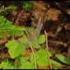 Four-Spotted Skimmer