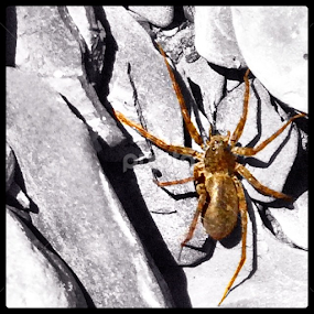 Conquer your fear ~ Brygida by Bridget Wegrzyn - Animals Insects & Spiders