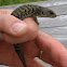 Shasta Alligator Lizard