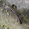 Yellow-sided Millipede