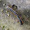 Yellow-sided Millipede