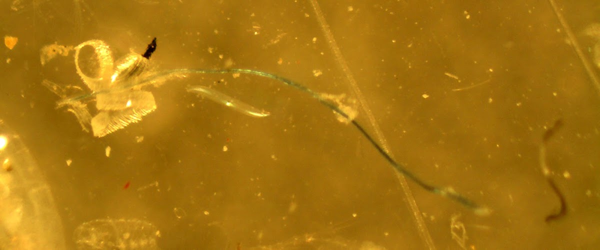 Eel larvae