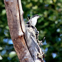 Fiscal Flycatcher (Male)