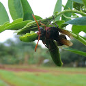 Wasp & caterpillar
