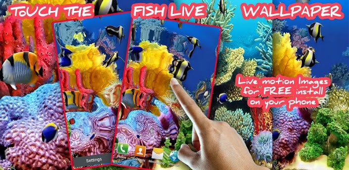 Touch the Fish Live Wallpaper