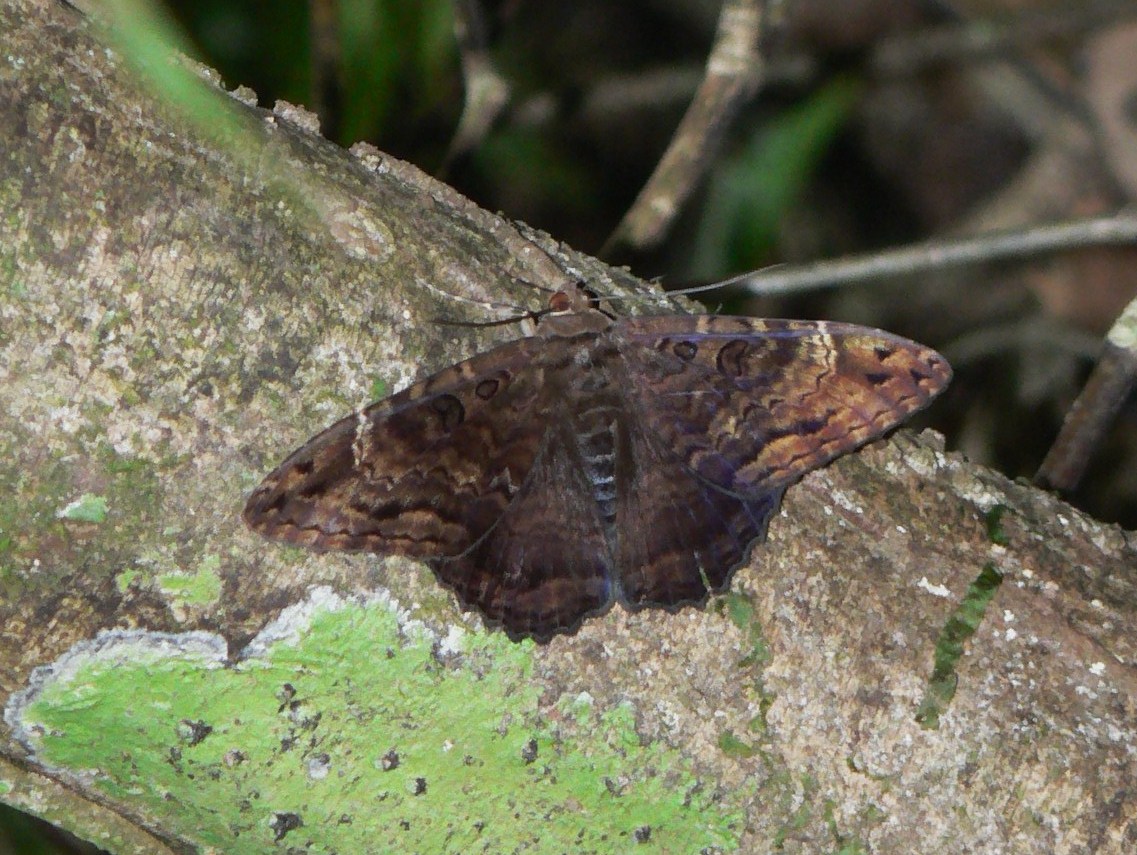 Letis moth