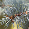 colorado spruce