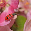 Four-spotted checkered beetle