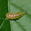 Syrphid fly larva