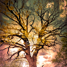 Old Oak by Игор Ђорђевић - Nature Up Close Trees & Bushes