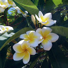 Plumeria frangipani
