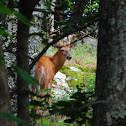 White-tailed deer (Buck)