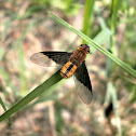 Bombyliidae Fly.