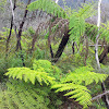 Maiden Hair Fern