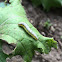 Cross-striped Cabbageworm