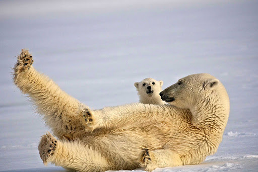 Svalbard-polar-bear-and-cub-at-play - We absolutely adore this shot of a polar bear and her cub playing on the ice during an exploration of Svalbard in northern Norway during a Hurtigruten Fram cruise.