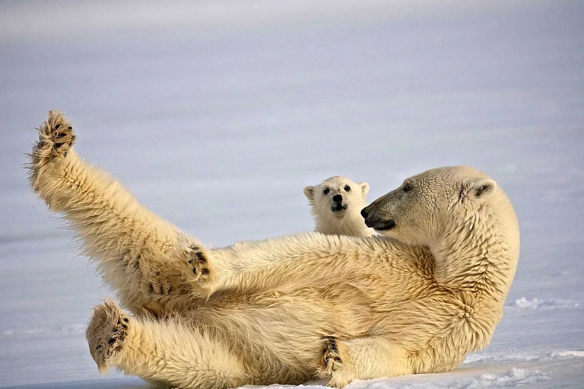Svalbard-polar-bear-and-cub-at-play - We absolutely adore this shot of a polar bear and her cub playing on the ice during an exploration of Svalbard in northern Norway during a Hurtigruten Fram cruise.
