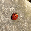 Multicolored Asian Lady Beetle