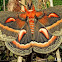 Cecropia Moth