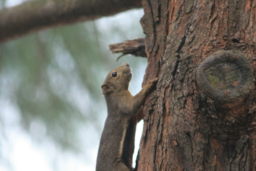 Ecureuil vue de très près