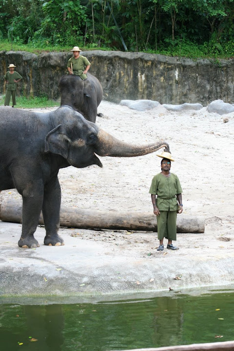 un chapeau et un éléphant