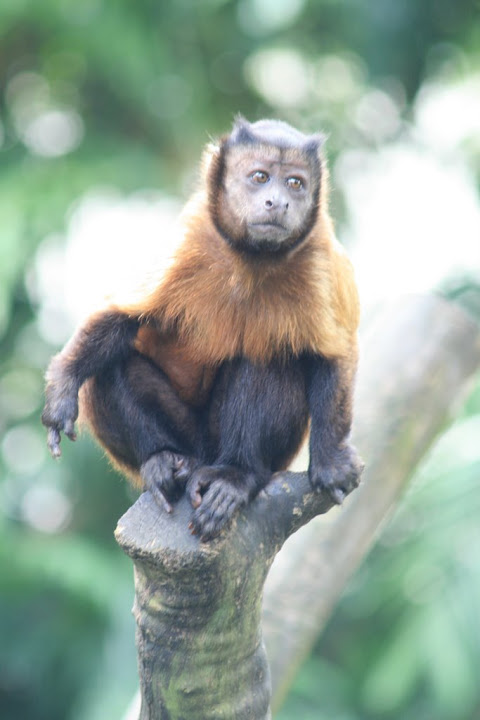 Singe à crinière de lion