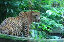 Guépard