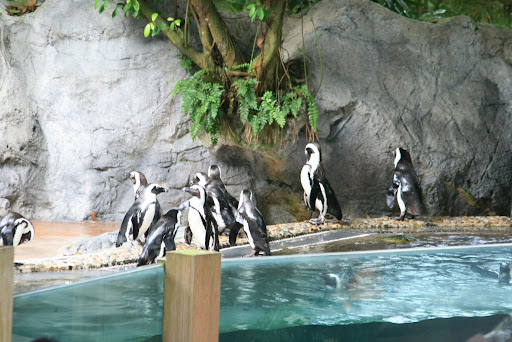 'Pinguins