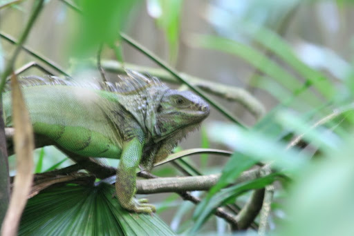 Caméléon