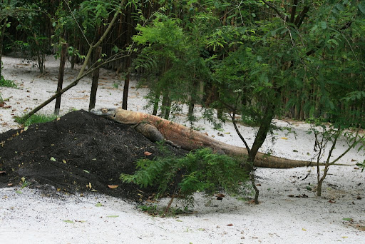 Dragon de Komodo