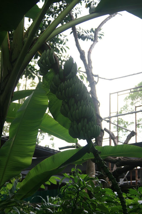 Régime de bananes