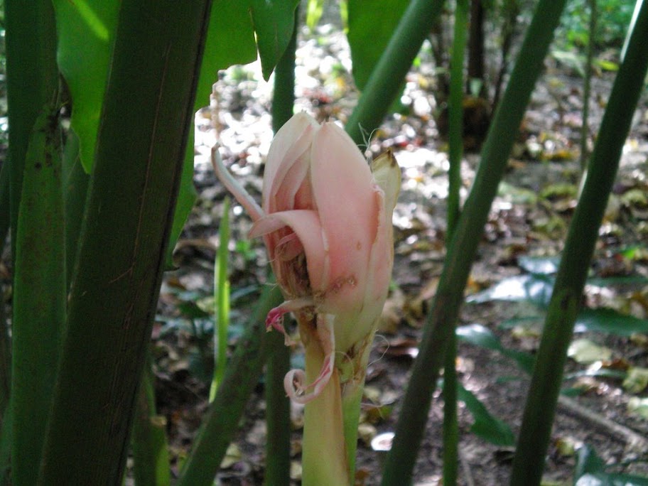 Fleurs tropicale