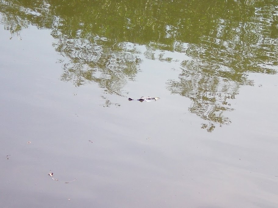 Feuille à l'allure d'un croco : on se console comme on peut!