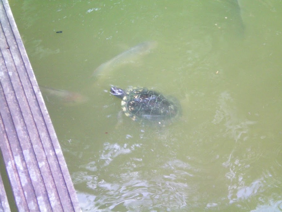 La tortue!