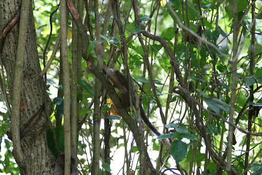 Ecureuil d'une autre couleur