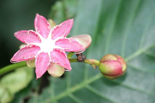 Autre moment de la Fleur de l'hibiscus de mer