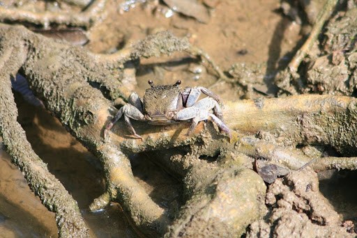 Crabe boueux