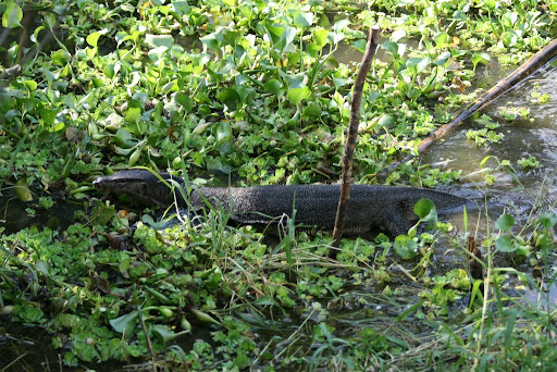 Varan dans la marre