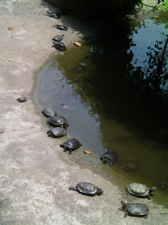Tortues de Kusu's Island