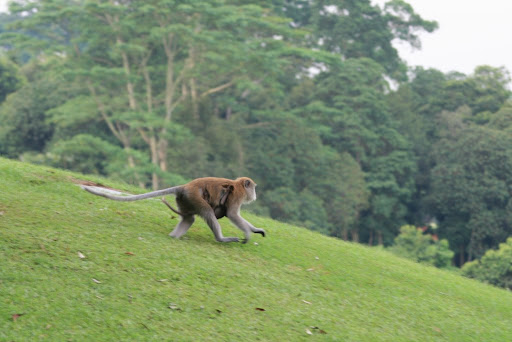 Première maman singe