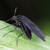Bibionid fly