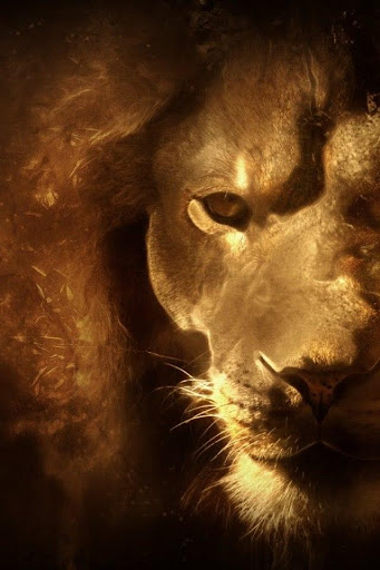 【免費攝影App】LION WALLPAPER-APP點子