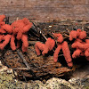 Mycetozoa Slime Mould