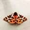 Garden Tiger Moth