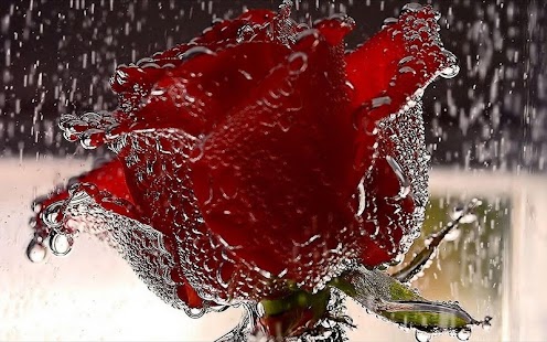 Free Download Rose Wallpaper APK